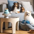 클라우드 펫 호텔 이미지