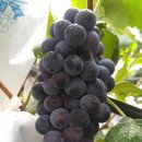 희원농장 이미지