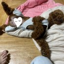 지디에프바이오