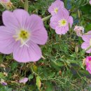 노고지리 이미지