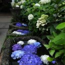 카멜리아힐 이미지