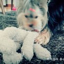 프로펫샵 이미지