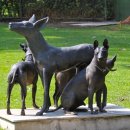 도그헤어 이미지