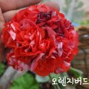 오렌지버드 이미지