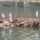 [2월 넷째 주 장원] 하모니 / 김원상 이미지