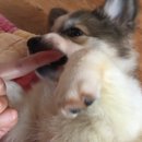 뭉이네 수제간식 이미지