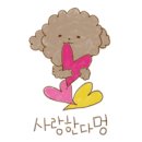 벤지애견 이미지