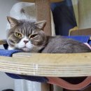 메디코니 이미지