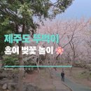 제주시 뚜벅이 벚꽃놀이) 전농로, 삼성혈, 신산공원