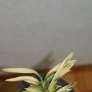 서호반