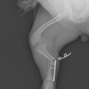 분당정자 동물병원 이미지