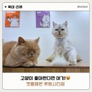캣플헤븐 엘리스빌 인천서구점 | 루원시티고양이카페 캣플헤븐 루원시티인천점 방문 후기 🐱