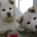 용담주유소 이미지