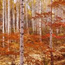 부평동아 이미지