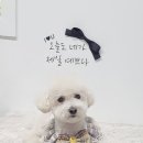 푸미미용실 네이버블로그