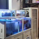 연산교통(주) | 부산 연제 연산동 맛집 || 싱싱한 활고등어 회 맛집 고등어다찌 연산본점