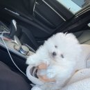 동행 애견 돌봄 센터 김포점 이미지