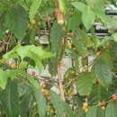 오봉농장 이미지