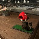행복했던 포천에서의 크리스마스🎄(옹기골만찬, 산정호수, 라고비스타펜션, 고모리참닭갈비)