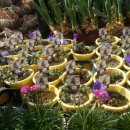 하늘바람꽃농원 이미지