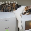 디엔씨동물병원 이미지