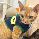 냥이랑 | 안산고양이카페 냥카페루브 방문기, 무릎냥이랑 힐링하고 온 후기