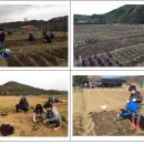 부영농장3 이미지