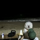 베니펫살롱 | 1. 멍비치 호텔 위드랜드, 사천 애견동반 카페 고심쌀롱, 위드랜드 멤버스하우스 강릉, 서피비치, 강문...