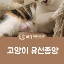 터짐 - 남구 용소로21번길 13 | 고양이 유선종양 터짐 증상 예후와 후기 호스피스
