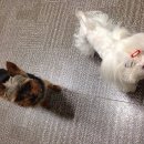 나나리펫하우스 이미지