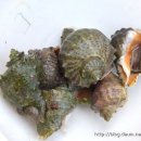 든바다민박 이미지