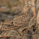 흔한 텃새 종다리(Nothern Skylark)들의 이모저모... 이미지