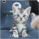 도로시캐터리 | 대구고양이캐터리분양 줄무늬 패턴이 또렷해서