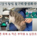 금나래 동물병원 이미지