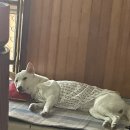 봉주르봉 이미지