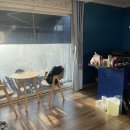 타피올라 이미지