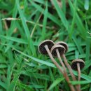 싸리목장 이미지