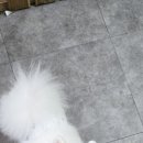 개미용중 이미지