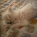 바나개 애견유치원 호텔 | [원주 바나개 애견 유치원_호텔] 담임 선생님 일기