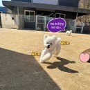 펫츠가든 이미지