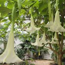 낭만포레 이미지