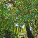 평화체육관(Pyeonghwa gym) | 태국 풀만 카오락 리조트 키즈 클럽 및 시설, 해변