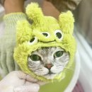 창원고양이미용 무냥무냥 이미지