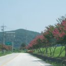 백일홍거리 티스토리
