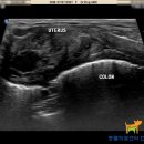 Dr. dog 동물영상의료센터 이미지