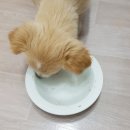 꼬까밥 이미지