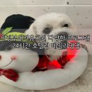 데일리 댕댕 이미지