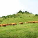 그린한우농장 이미지