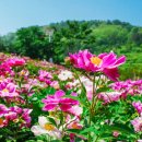 함박공원 이미지