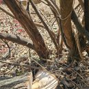 바른정비공장 | [풀바른] 묘지에 큰 나무와 칡넝쿨이? 잔디가 죽어가는 산소 관리 비포&amp;애프터/벌초 🌿